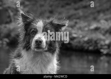 La brume, le Border Collie Banque D'Images