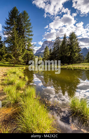 Printemps dans les bois de Boite Valley,San Vito di Cadore Belluno,district,Veneto,Italie,Europe Banque D'Images