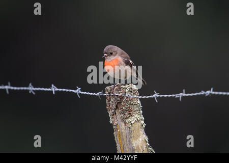 Miro écarlate assis sur la mousse couverts barbelés poster à north motton Tasmanie Australie Banque D'Images