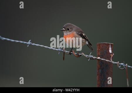 Miro écarlate assis sur des barbelés à north motton Tasmanie Australie Banque D'Images