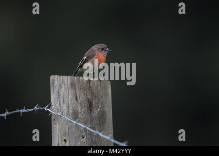 Miro écarlate assis sur barbelés poster à north motton Tasmanie Australie Banque D'Images