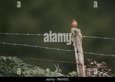 Miro écarlate assis sur la mousse couverts barbelés poster à north motton Tasmanie Australie Banque D'Images