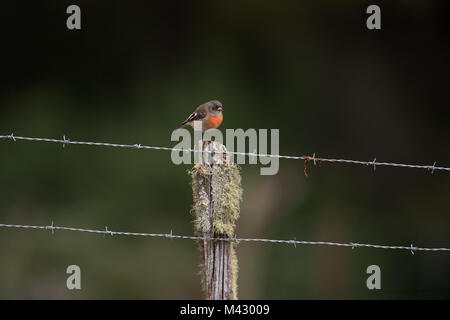 Miro écarlate assis sur la mousse couverts barbelés poster à north motton Tasmanie Australie Banque D'Images