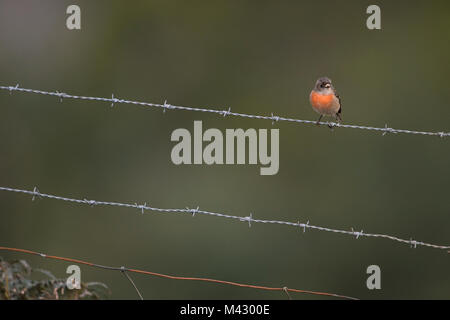 Miro écarlate assis sur des barbelés à north motton Tasmanie Australie Banque D'Images