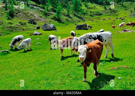 Vaches dans Passo Giau Hut, San Vito di Cadore et Cortina d'Ampezzo vallée, Cols Alpins, province de Belluno, Vénétie, Italie Banque D'Images