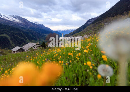 Premiers feux de l'aube sur les prairies de fleurs jaunes Soglio Maloja canton des Grisons Suisse Europe Vallée Bregaglia Engadin Banque D'Images