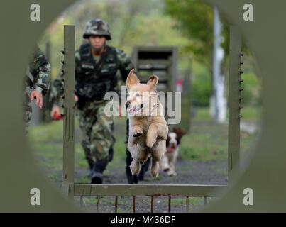 Beijing, Chine. Apr 29, 2017. Les chiens policiers sont formés à une base d'instruction à Chongqing, au sud-ouest de la Chine, le 29 avril 2017. Les chiens sont souvent salué comme "le meilleur ami de l'homme', et pour aider les gens à bien des égards. Passons en revue les moments portés par des chiens pour saluer l'arrivée de l'Année lunaire chinoise du chien. La Nouvelle Année lunaire chinoise, également connu sous le nom de la Fête du Printemps, tombe le 16 février cette année. La célébration de cette année marquera le début de l'année du chien. Le chien s'11e dans le 12-animaux rotation zodiaque utilisé par le chinois pour représenter l'année. Credit : Cao Feng/Xinhua/Alamy Live News Banque D'Images