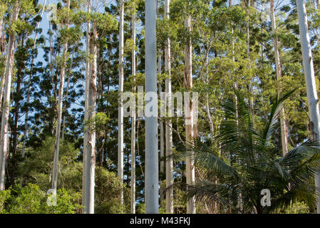 Un stand d'Eucalyptus grandis aussi connu sous le nom de gomme ou inondées gommiers rose dans le Nord du NSW, Australie Banque D'Images
