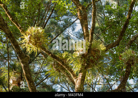 Elkhorn massés (plantes de hautes montagnes rocheuses bifurcatum) dans le couvert d'un cerceau pinède dans le parc national en Yarriabini , Australie Banque D'Images