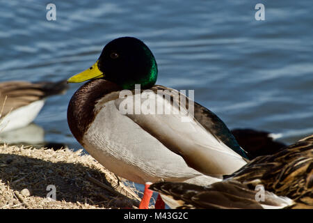 Canard colvert mâle adulte, Lindsey Park étang de pêche, Canyon, Texas Banque D'Images