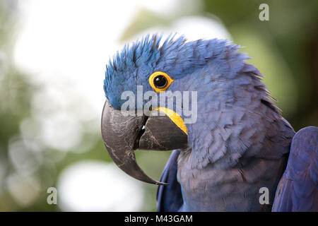 Portrait en gros plan d'un Ara hyacinthe (Anodorhynchus hyacinthinus). Dubaï, Émirats arabes unis. Banque D'Images
