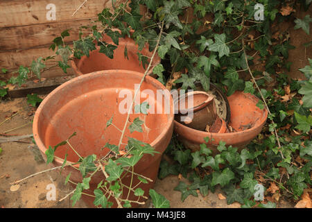 Les pots de fleurs couvert partiellement par Ivy dans un négligé de rempotage. Banque D'Images