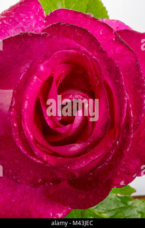 Close-up of a beautiful, red rose avec des gouttes de rosée ou sur les pétales Banque D'Images