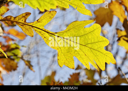 Quercus macrocarpa, le chêne, Burr oak, Mussycup Banque D'Images