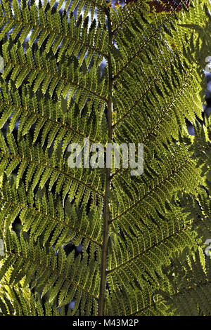 Dicksonia antarctica, fougère arborescente, fougère, homme Banque D'Images
