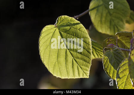 Corylopsis spicata, Hazel d'hiver, les feuilles en automne Banque D'Images