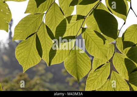 Cladrastis kentukea, Cladrastis lutea, Podocarpus, Banque D'Images