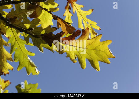 Quercus frainetto, chêne de Hongrie, les feuilles en automne Banque D'Images