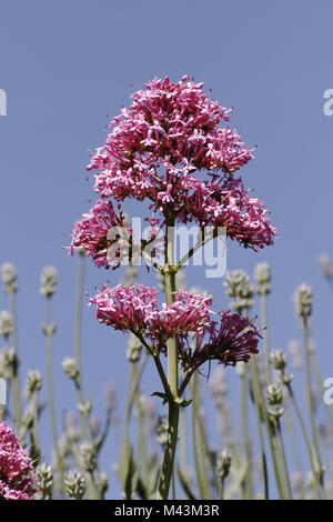 Centranthus ruber, Valériane rouge, Barbe de Jupiter Banque D'Images