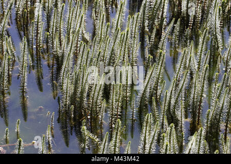 Hippuris vulgaris, Mare commune, la Queue queue Juments Banque D'Images