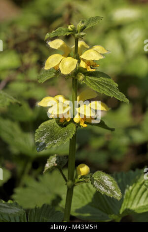 Lamium galeobdolon, Deadnettle, jaune archange Banque D'Images