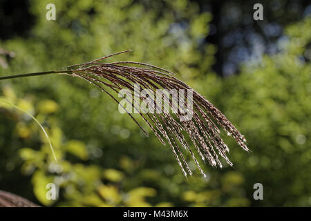 Miscanthus sinensis, herbe d'argent chinois, Eulalia Banque D'Images