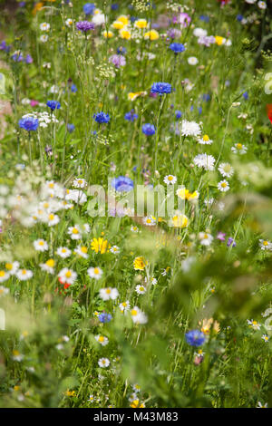 Fleurs sauvages d'été Banque D'Images