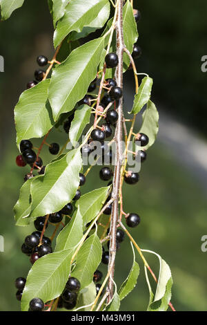 Prunus serotina, de cerise noire, de cerise noire sauvage Banque D'Images