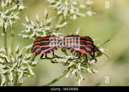 Graphosoma lineatum, Italien, Striped-Bug Minstrel Banque D'Images