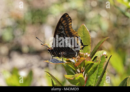 Charaxes jasius, deux-tailed Pasha, Foxy Empereur Banque D'Images