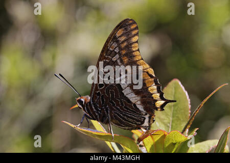 Charaxes jasius, deux-tailed Pasha, Foxy Empereur Banque D'Images