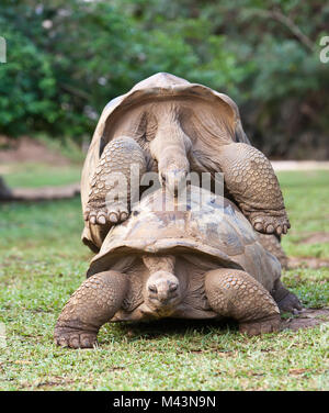 Grande Tortue des Seychelles à la Vanille Réserve naturelle du parc. L'île Maurice. Banque D'Images