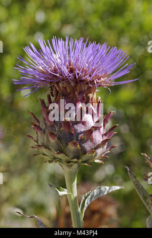 Cynara cardunculus (Cynara scolymus), artichaut Banque D'Images