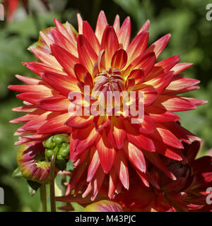 Dahlia Karma hybride Bon Bini, Cactus Dahlia, Déc Banque D'Images