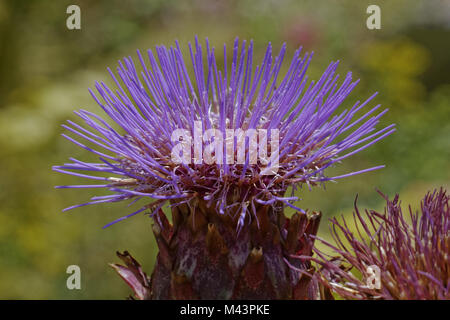 Cynara cardunculus (Cynara scolymus), artichaut Banque D'Images