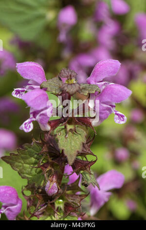 Lamium maculatum, repéré Deadnettle,Purple Dragon Banque D'Images