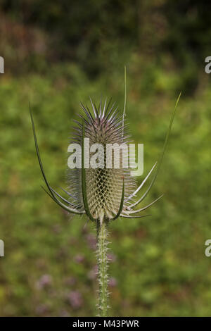 Dipsacus sylvestris, cardère Sauvage, cardère Fullers Banque D'Images