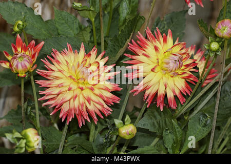 Dahlia Karma hybride Bon Bini, Cactus Dahlia, Déc Banque D'Images