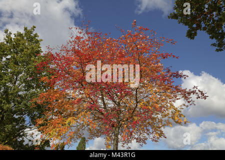 Sorbus aucuparia, Rowan européenne à l'automne, l'allemand Banque D'Images