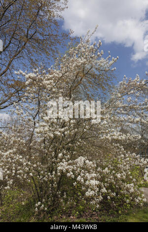 L'Amelanchier lamarkii, Snowy mespilus, Juneberry Banque D'Images