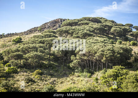 Cima del Monte la montagne près de Rio nell'Elba, Italie Banque D'Images