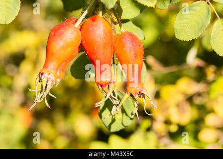 Rosa moyesii avec églantier (haw Rose, Rose hip) Banque D'Images