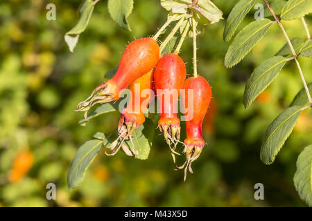 Rosa moyesii avec églantier (haw Rose, Rose hip) Banque D'Images