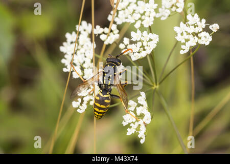 Polistes dominula (Polistes gallicus), Papier wasp Banque D'Images