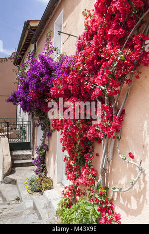 Porto Azzurro, façade détail de fleurs, l'île d'Elbe Banque D'Images