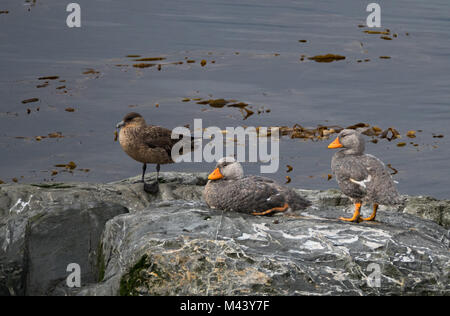 Une paire de canards Vapeur de voler avec un bec orange vif sur un rocher. Ils partagent leur perchoir avec un labbe parasite. L'eau calme avec des algues est à l'arrière Banque D'Images