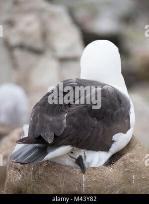 Close up d'un merle noir adultes assis sur son nid de boue cheminée avec un poussin poussant la tête. Banque D'Images