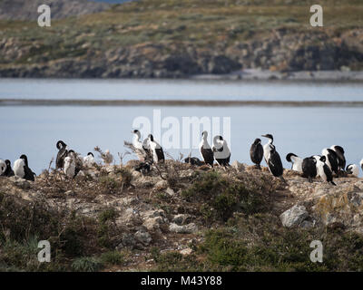 Les cormorans aux yeux bleus ou baise au sommet d'un affleurement rocheux sur le canal de Beagle en Argentine. Les oiseaux sont au lissage. Banque D'Images