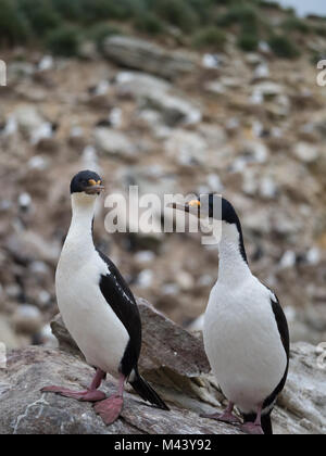 Close up de deux cormorans impériaux ou Cormorans aux yeux bleus ou les cormorans debout sur un rocher et photographié avec une faible profondeur de champ. Banque D'Images