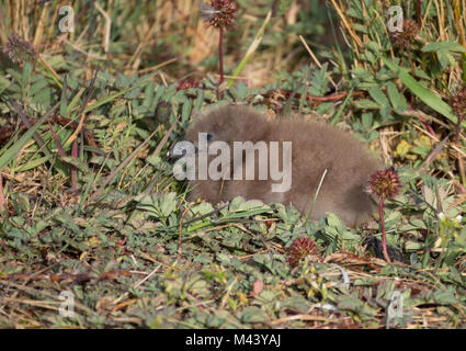 Close up of a fluffy skua poussin avec brown vers le bas et un grand bec brun foncé. Le poussin est assis parmi les plantes plus Burnett. Banque D'Images